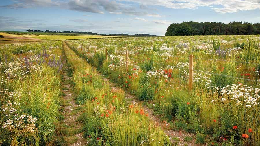Wild flower meadow from reinstated soils